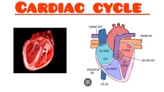 Cardiac cycle  Short notes on cardiac cycle [upl. by Harbed]