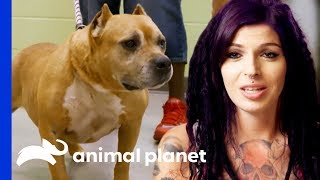 Adopted Dog Brought Back To Villalobos From A Mississippi Shelter  Pit Bulls amp Parolees [upl. by Kissie]