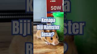 Kenapa biji hamster besar hamsters [upl. by Noryb]