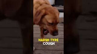 Can You Tell If Your Dog Has Kennel Cough kennelcough Shorts Stop Dog Coughing [upl. by Ramgad]