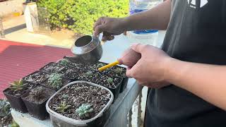 Watering and Propagation Tips for Healthy Growth [upl. by O'Donovan923]