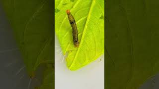 A MOTH CATERPILLAR moth caterpillar [upl. by Caputto]