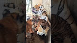 Baby Tigers Playing with mother tiger animals lion pets tigerlove tinytigers shortvideo cat [upl. by Ennazzus]