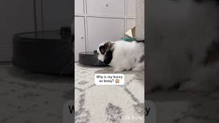 Bossy bunny following robot vacuum 🐰🤓 [upl. by Norej]