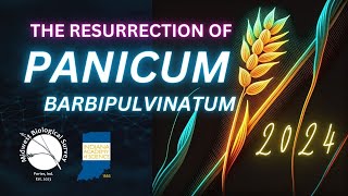 Resurrection of Panicum barbipulvinatum  2024 IAS Presentation [upl. by Merras99]