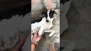 a dog so friendly and lovely fypシ゚viral dog subscribe smart loveanimals [upl. by Araj]