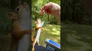 The first red squirrel to catch a walnut😯🌰🐿️ squirrelwhisperer Squirrelette [upl. by Llednil]