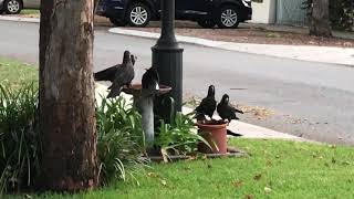 Carnaby Black Cockatoo’s PERTH Western Australia [upl. by Ellatsyrc]