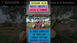 Succhioni dellolivo non commettere lerrore di tagliare quello giusto [upl. by Sivek999]