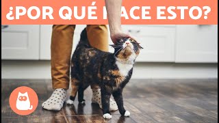 ¿Por qué mi GATO se pasea entre MIS PIERNAS🐱  ¡Te sorprenderá [upl. by Annice766]