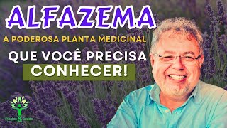 ALFAZEMA A PODEROSA PLANTA MEDICINAL  PLANTAS amp SAÚDE [upl. by Absa]