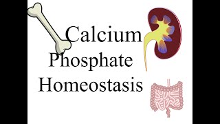 Calcium and Phosphate homeostasis [upl. by Snahc]