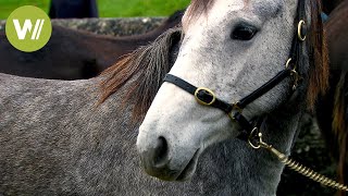 Ballinasloe Horse Fair Where Napoleon bought his horse [upl. by Branham]