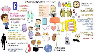 Campylobacter jejuni [upl. by Brynna]