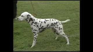 Dalmatian  AKC Dog Breed Series [upl. by Ydnyl978]