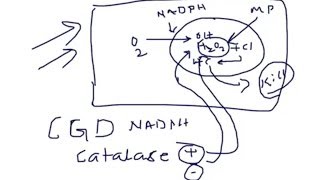 Medical Video Lecture Phagocytosis  O2 dependent amp independent killing of ICO [upl. by Alimhaj592]