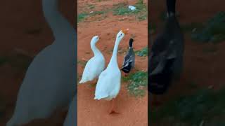 Geese Patrol in Action Who’s the Boss Here 🦢😂 shorts funnyanimals viralvideo geese duck [upl. by Eurydice]