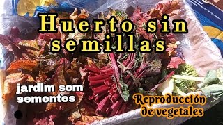 REPRODUCCION DE VEGETALES Y SEMILLAS [upl. by Leonora]