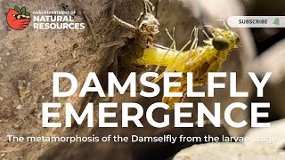 Damselfly Emergence [upl. by Maxine]