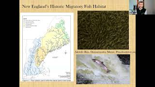 Managing the River Commons History Fisheries Conservation and Dam Removal in New England [upl. by Norrek]