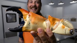 The Truth About Stone Crab [upl. by Melentha486]