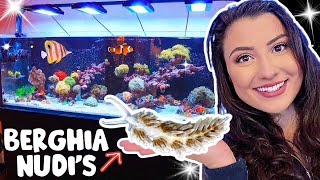 Berghia Nudibranch for Aiptasia Removal 220g Reef Tank Update [upl. by Jehoash]