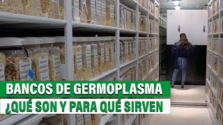 Los bancos de germoplasma ¿Qué son y cuál es su impacto en la seguridad agroalimentaria [upl. by Daniyal83]