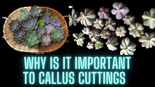 WHY IS IT IMPORTANT TO LET CUTTINGS CALLUS [upl. by Nonnac]