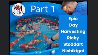 Part 1 Epic Day Harvesting Koi with Ricky Stoddart Male PondFWQ Koi 😎 [upl. by Ignacius]