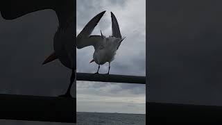 When the seabirds love your ship seafarers seabirds seagulls cargocarrier ocean ornithology [upl. by Ellan]