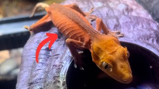 Surviving The Unsurvivable Gecko Update After 8 Months [upl. by Hnad352]