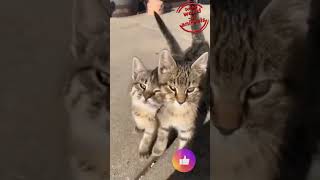 Les Jumeaux Félinou  Balade tranquille en duo  🐾😸Chatons Jumeaux AnimauxMignons VidéoAdorable [upl. by Annaiek]