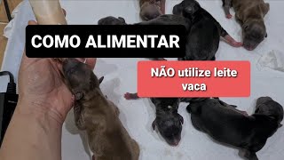 COMO AMAMENTAR FILHOTES RECÉM NASCIDOS [upl. by Salb]