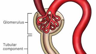 Pharmacology Excretion [upl. by Norac]