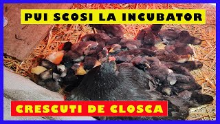 Closca accepta puii de gaina scosi la incubator  Pui scosi la incubator crescuti de closca [upl. by Amaleta22]