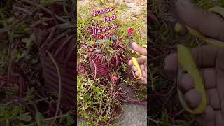 Purslane plant winter care gardendesign terracegarden gardenplants shortsviral [upl. by Kotz]