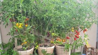 Big tomato harvest 12 heirloom tomato varieties grown in 3 pot and abundance of ripe tomatoes [upl. by Nodnarbal]