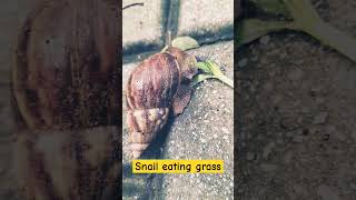 Rare footage of Snail eating grass [upl. by Mairb718]