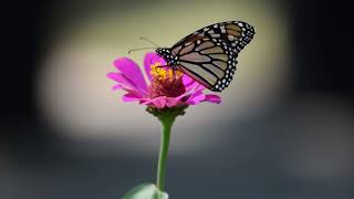 Monarch Butterfly Enjoys a Pretty Flower [upl. by Lenaj]