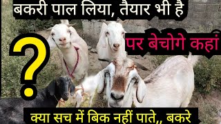 बकरी पालन व्यापारी आपके दुआरी  bakri palan business  bakri palan in hindi bakripalan [upl. by Nossaj]