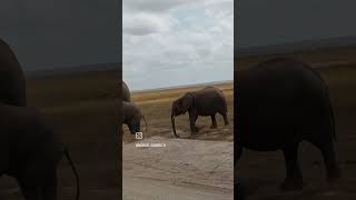 October 29 2024 Amboseli national park JUMBOS [upl. by Sausa]