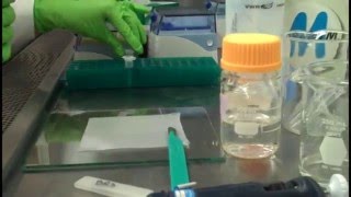 In Gel Digestion Video Part 1 [upl. by Lamar416]