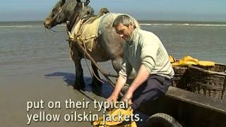 La pêche aux crevettes à cheval à Oostduinkerke [upl. by Torrence381]