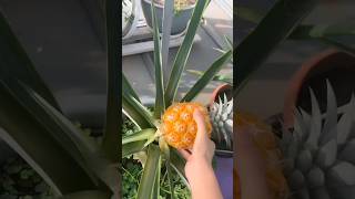 Best taste ever Fesh pineapples from garden fruit garden [upl. by Kcirded]