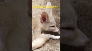 จิ้งจอกทะเลทราย fennecfox จิ้งจอกขนาดเล็กแห่งทะเลทราย จิ้งจอกทะเลทราย fennec fennecfox สวนสัตว์ [upl. by Ahcsrop]