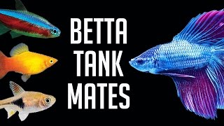 Compatible Tank Mates for Betta Fish [upl. by Linnie]