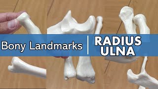 Bony Landmarks of the Radius and Ulna [upl. by Aicen]