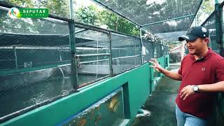 BUDIDAYA IKAN SUPER RED AROWANA DI JABODETABEK  SEPUTAR IKAN HIAS [upl. by Sivar]