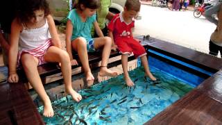 Fish Pedicure [upl. by Johnsten]