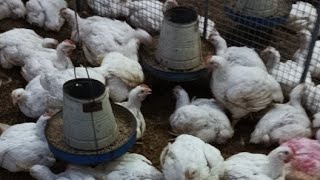 poultry farm day 31 routine hard work  1200 broiler chicken feeding medication amp light schedule [upl. by Garrity959]